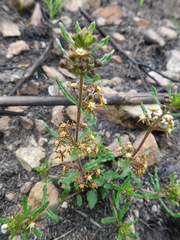 Aspidoglossum heterophyllum