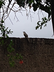 Coccyzus melacoryphus