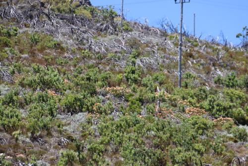 Leucospermum tottum, photograph 5
