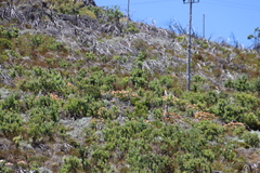 Leucospermum tottum, photograph (c) Tony Rebelo, some rights reserved (CC BY-SA)