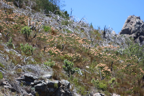 Leucospermum tottum, photograph 3