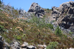 Leucospermum tottum, photograph (c) Tony Rebelo, some rights reserved (CC BY-SA)