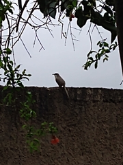 Coccyzus melacoryphus