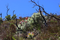Leucospermum reflexum, photograph (c) Tony Rebelo, some rights reserved (CC BY-SA)