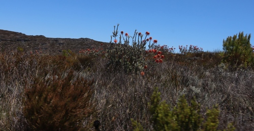 Rocket Pincushion (Leucospermum reflexum)