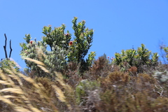Leucospermum reflexum, photograph (c) Tony Rebelo, some rights reserved (CC BY-SA)