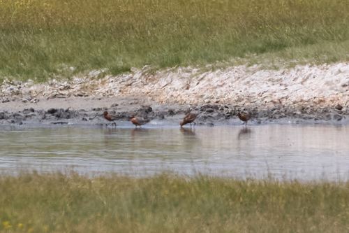 iNaturalist: (c) Elena Shnayder, some rights reserved (CC BY-NC), uploaded by Elena Shnayder iNaturalist image