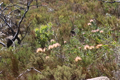 Leucospermum tottum, photograph (c) Tony Rebelo, some rights reserved (CC BY-SA)