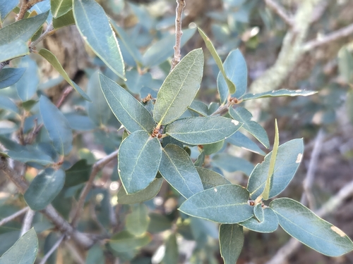 Toumey oak (Quercus toumeyi)