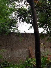 Coccyzus melacoryphus