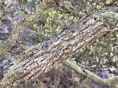 Quercus toumeyi, photograph author not stated, no rights reserved