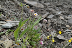 Erigeron eriocephalus