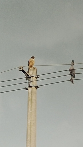 Roadside Hawk