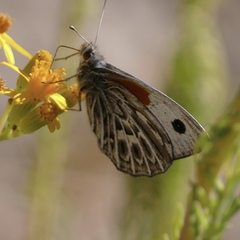 Argyrophorus argenteus