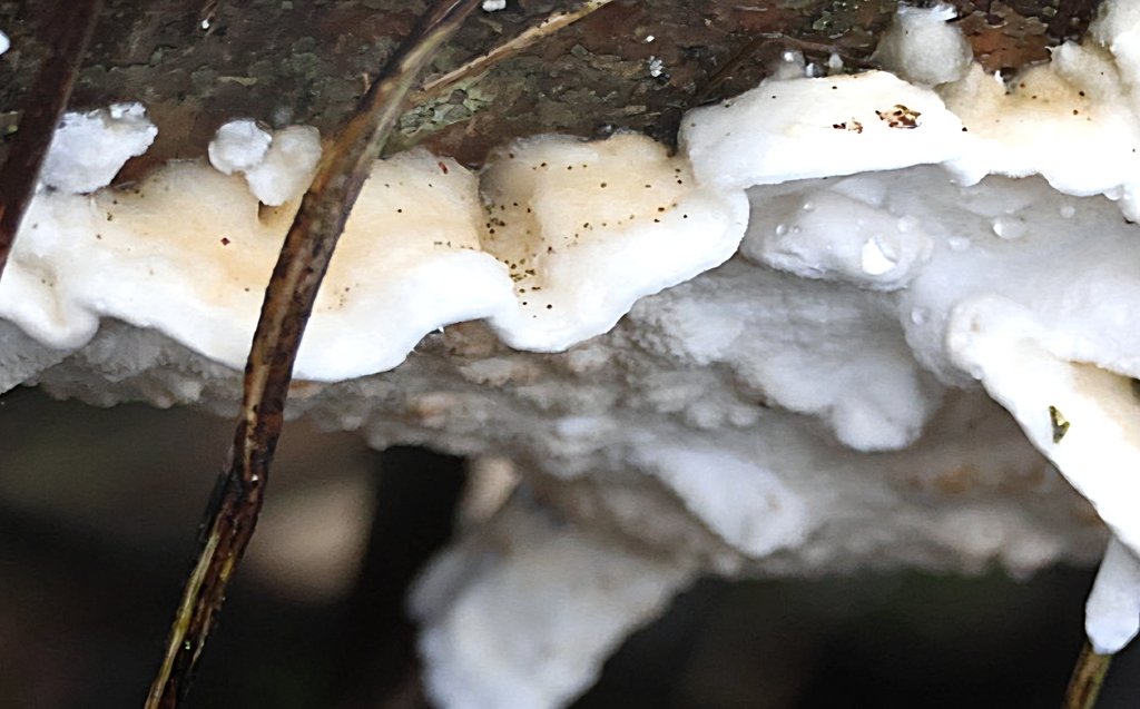 Byssomerulius corium · January 2026 · photo: © ikelman (iNaturalist, cc0)