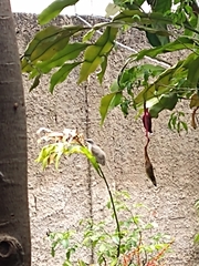 Coccyzus melacoryphus