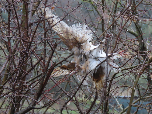 View observation of {o.common_name} on iNaturalist