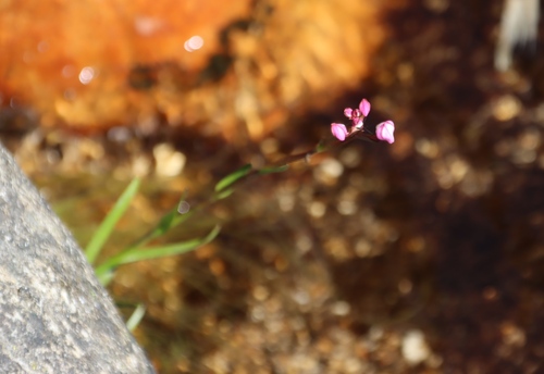Painted Disa (Disa caulescens)