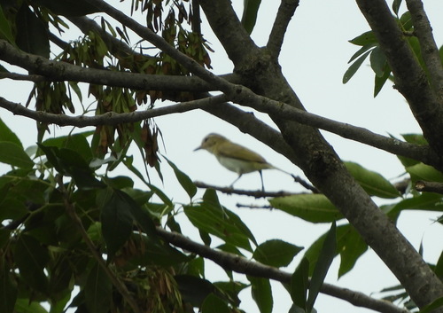 Red-eyed Vireo (Vireo olivaceus), photo 7