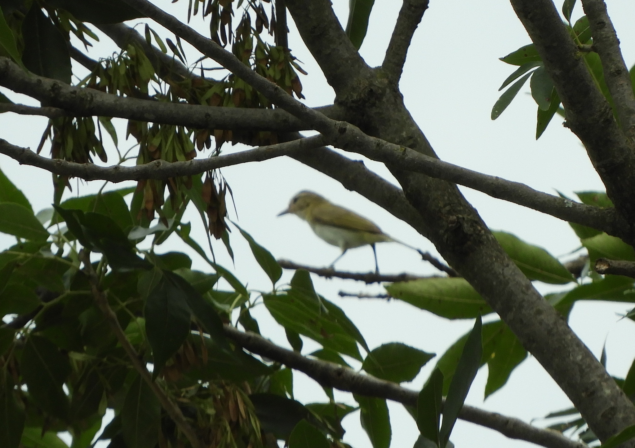 Red-eyed Vireo (Vireo olivaceus), photo 7