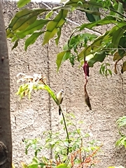 Coccyzus melacoryphus