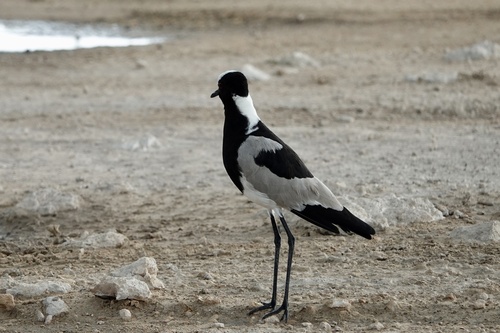 iNaturalist: (c) felidae65, some rights reserved (CC BY-NC), uploaded by felidae65 iNaturalist image