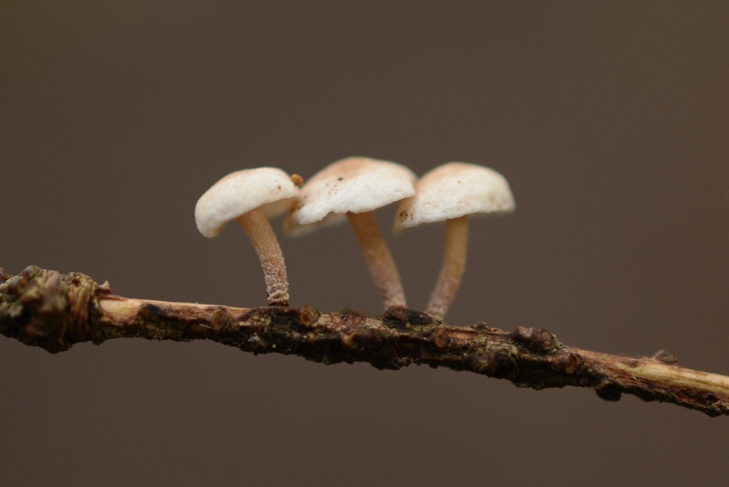 Collybiopsis ramealis · January 2026 · photo: © cryptomarasmius (iNaturalist, cc-by)