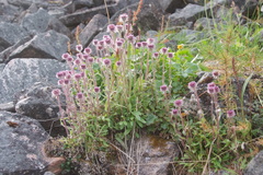 Erigeron eriocephalus