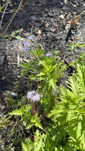 Palmleaf Mistflower