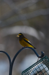 Coccothraustes vespertinus vespertinus