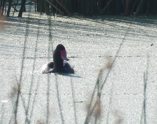 Rosy-billed Pochard (Netta peposaca), photo 6