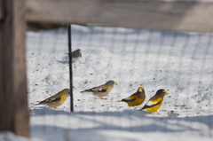 Coccothraustes vespertinus vespertinus
