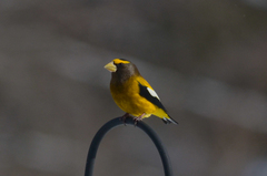Coccothraustes vespertinus vespertinus
