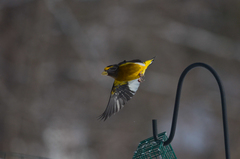 Coccothraustes vespertinus vespertinus