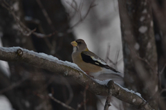 Coccothraustes vespertinus vespertinus