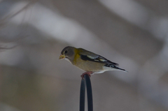 Coccothraustes vespertinus vespertinus