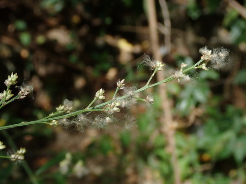 Image of Iresine angustifolia by (c) Daniel Cahen, some rights reserved (CC BY)
