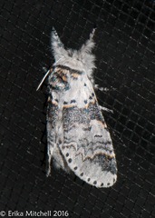 Furcula occidentalis