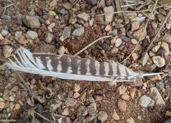 Caprimulgus climacurus