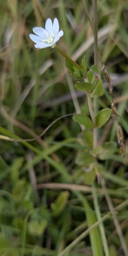 Epilobium insulare observed 2026-01-27