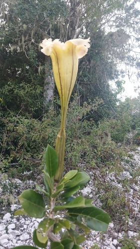 Solandra longiflora, photograph 3