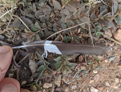 Caprimulgus climacurus