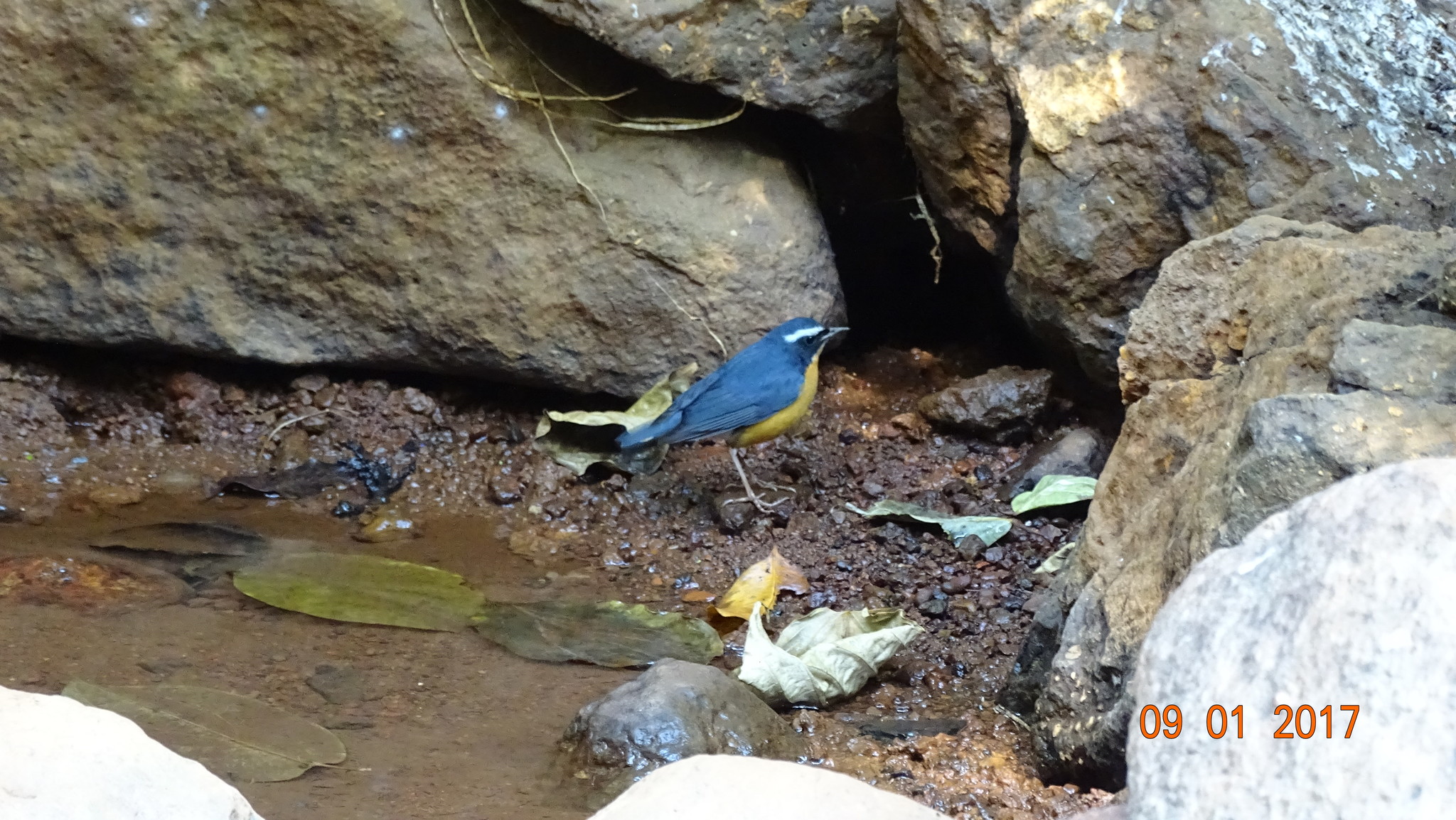 Indian Blue Robin