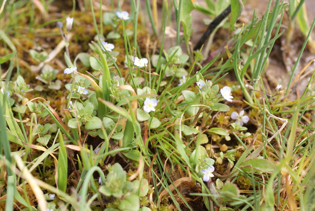 Veronica pusilla