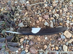 Caprimulgus climacurus