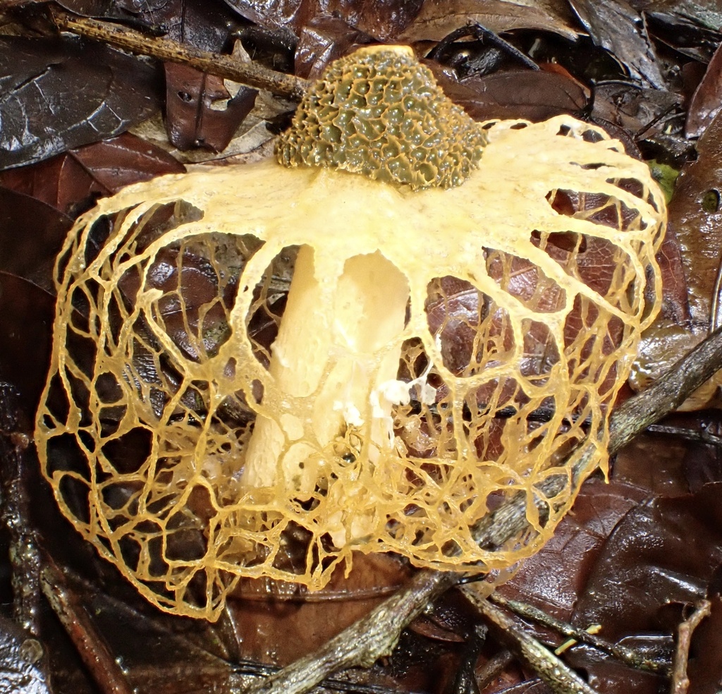 Phallus haitangensis · December 2025 · photo: © jeanpaulboerekamps (iNaturalist, cc0)