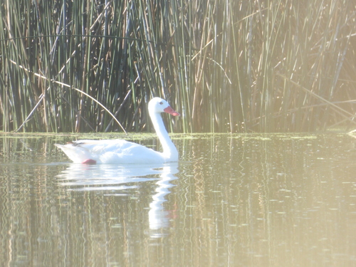 Coscoroba Swan (Coscoroba coscoroba), photo 7
