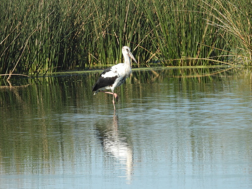 Maguari Stork (Ciconia maguari), photo 7