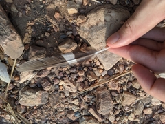 Caprimulgus climacurus