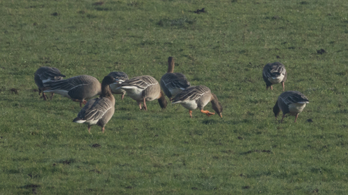 Tundra Bean Goose (Anser serrirostris), photo 6